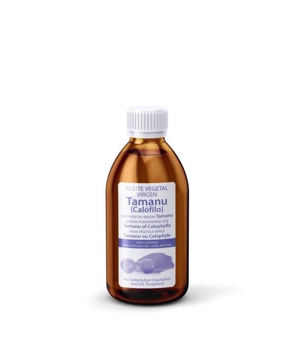 Calophylum inophylum - Imagen 2