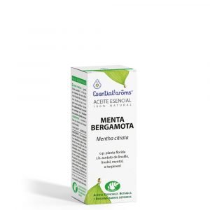 Menta bergamota