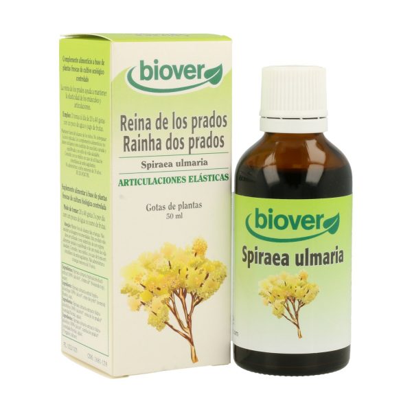 Spiraea Ulmaria (Reina de Los Prados) - Imagen 3